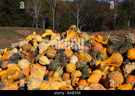 The Farmers market selling the orange pumpkins and squashes outdoor sales Hocking Hills images pictures photos in Ohio OH USA US horizontal hi-res Stock Photo