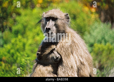 Mother & Baby Baboon, Cape Point, South Africa Stock Photo