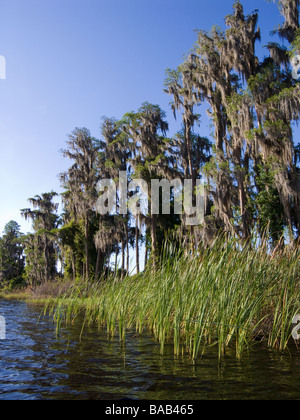 Bald Cypress trees draped with Spanish Moss along shore Lake Louisa State Park Clermont Florida Stock Photo