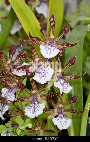 Orchid: Zygopetalum crinitum Stock Photo
