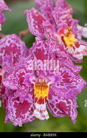 Orchid x Odontioda fleurtemps Stock Photo