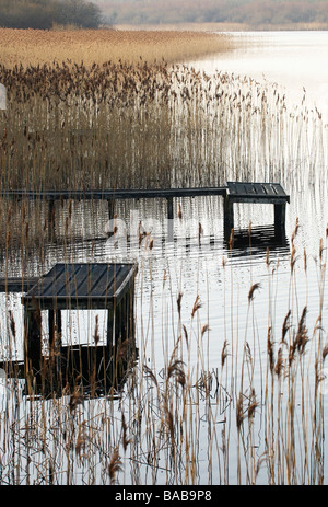 Fishing pontoon surrounded by Reeds at the edge of a lake County Fermanagh Northern Ireland Stock Photo