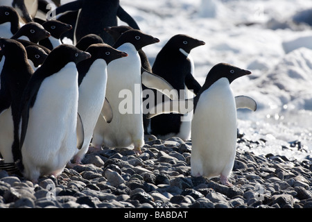 Adelie penguins Pygoscelis adeliae on beach Paulet Island Antarctic Peninsula Antarctica Stock Photo