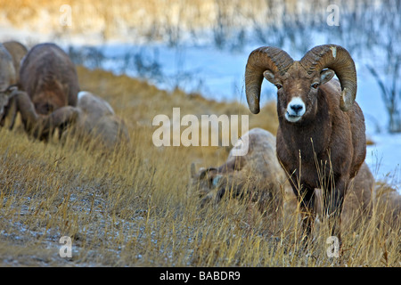 Bighorn Sheep, Ovis canadensis, grazing on grass along the Yellowhead Highway, Jasper National Park, Canadian Rocky Mountains, A Stock Photo