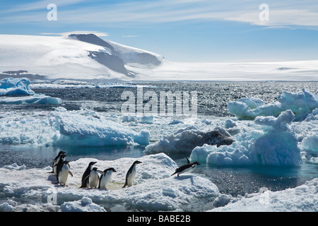 Adelie penguins Pygoscelis adeliae on sea pack ice entering water Paulet Island Antarctic Peninsula Antarctica Stock Photo