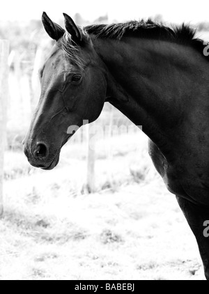 horse profile alamy head shot
