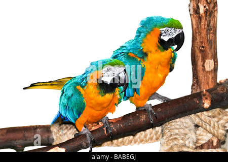 Pair of blue and yellow macaw parrots on branch Stock Photo