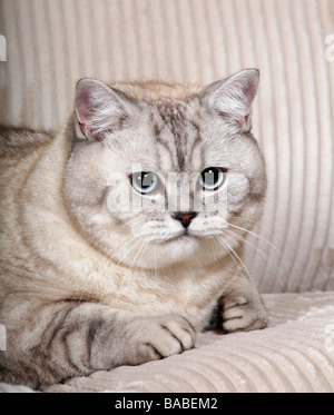 British Shorthair silver cat. Stock Photo