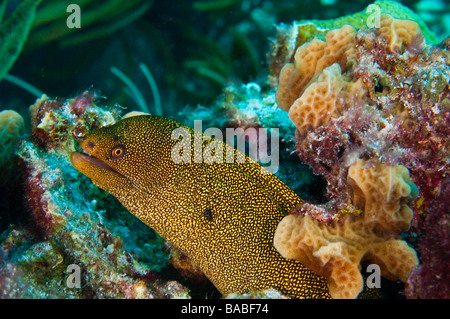 single goldentail moray eel emerging from colorful coral reef near island of bonaire dutch antilles Stock Photo