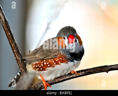 Zebra finch Taeniopygia guttata perched on branch Stock Photo