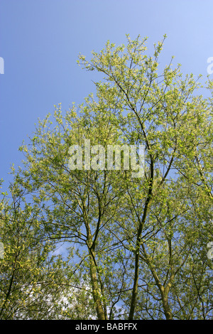 White Willow, Salix alba, Salicaceae, Male Catkins in April Stock Photo