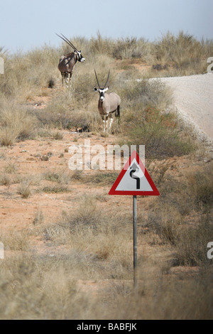 Gemsbok ( Oryx Gazelle ) stand near a road sign in South Africa's Kgalagadi Transfrontier Park Stock Photo