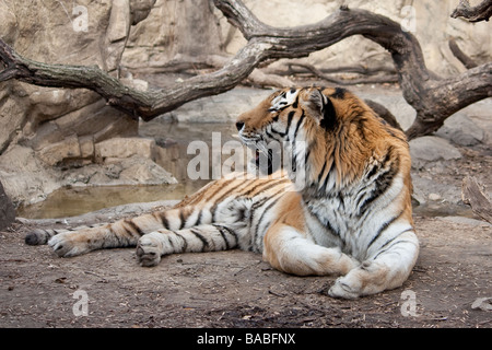 Indochinese tiger relaxing Stock Photo