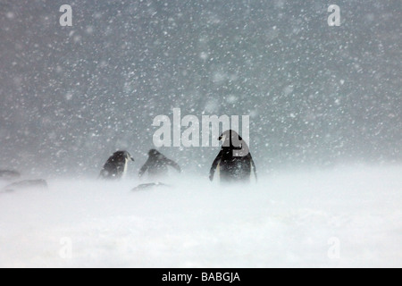 Chinstrap Penguins Pygoscelis antarctica in snowstorm on Orcadas Base Laurie Island South Orkney Islands Antarctica Stock Photo