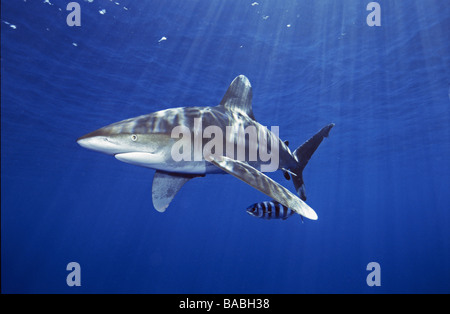 Red Sea Oceanic white tip shark Longimanus Elphistone Reef from Marsa Alam, blue water, sun beams, clear water, predator, scuba, Stock Photo