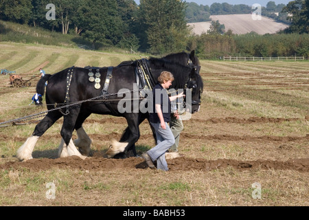 Heavy horses compete in a ploughing competition, Autumn 2008 Stock Photo