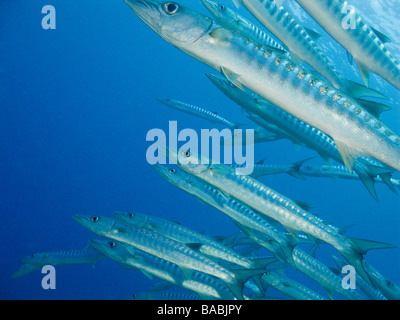 Chevron barracuda shoal swimming past coming in from right on blue background. Taken while scuba diving in the south china sea. Stock Photo