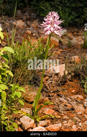Naked Man Orchid Orchis italica close-up flowers Stock Photo - Alamy