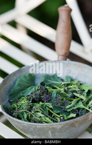 Picked purple sprouting broccoli in a pan on a garden seat Stock Photo