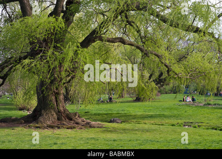 Wisconsin Weeping Willow Tree - Salix Pendulina Blanda Stock Photo