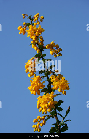Barberry or Pepperidge Bush, Berberis darwinii, Berberidaceae Stock Photo