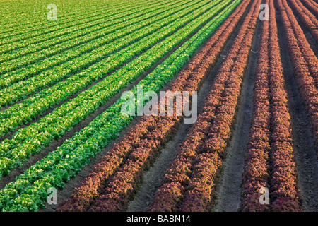 Rows of  Romaine & Red Leaf  Lettuce, organic, Stock Photo