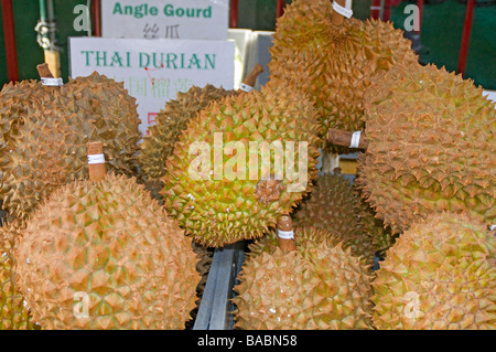 The durian is the fruit of several tree species belonging to the genus Durio and the Malvaceae family. Stock Photo