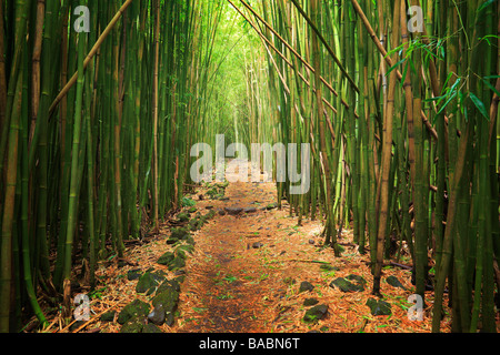 Bamboo forest along the Pipiwai trail to Waimoku Fall in the Kipahulu area of Haleakala National Park in Maui Hawaii Stock Photo