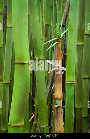 Bamboo forest along the Pipiwai trail to Waimoku Fall in the Kipahulu area of Haleakala National Park in Maui Hawaii Stock Photo