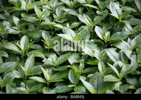 Small Balsam, Impatiens parviflora, Balsaminaceae
