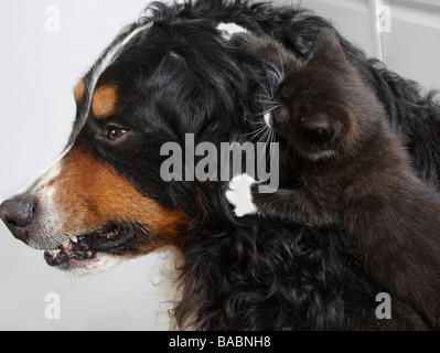 bernese mountain dog snarling at little kitten jumping on his head Stock Photo
