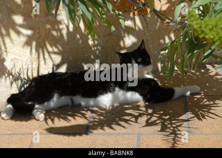 black and white tom cat lying in the shade Stock Photo