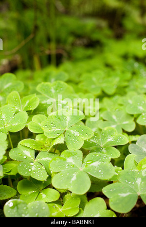 clovers in the forest Stock Photo