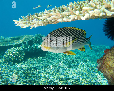 Many lined (yellow banded) sweetlips under table coral. Stock Photo