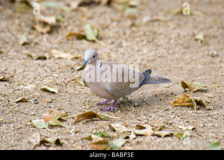 Eurasian Collared Dove Streptopelia decaocto feeding on the ground in Barcelona Stock Photo