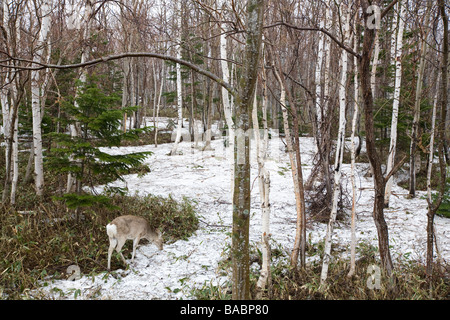 Ezo Sika deer grazing amongst the snow in the Shiretoko National Park on Shiretoko peninsula Hokkaido Japan Stock Photo