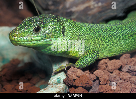 European green lizard (Lacerta viridis), Lacertidae, Italy Stock Photo