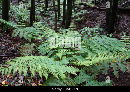 Ferns in the laurisilva or laurel forest on La Gomera, Canary Islands, Spain Stock Photo
