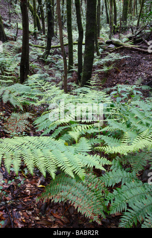 Ferns in the laurisilva or laurel forest on La Gomera, Canary Islands, Spain Stock Photo