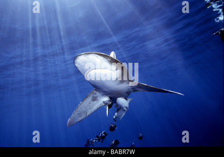 Red Sea Oceanic white tip shark Longimanus Elphistone Reef from Marsa Alam, blue water, sun beams, clear water, scuba, diving Stock Photo