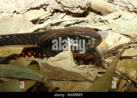 Red Bellied Black Snake, Pseudechis porphyriacus, is a venomous Australian snake, and is often referred to as a black snake. Stock Photo