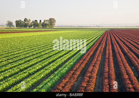 Rows of Romaine & Red Leaf Lettuce growing, organic. Stock Photo