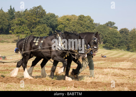 Heavy horses compete in a ploughing competition, Autumn 2008 Stock Photo