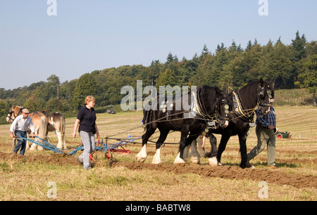 Heavy horses compete in a ploughing competition, Autumn 2008 Stock Photo