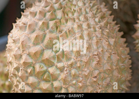 The durian is the fruit of several tree species belonging to the genus Durio and the Malvaceae family. Stock Photo