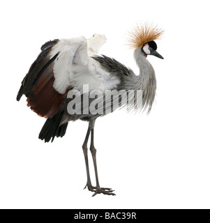 Grey Crowned Crane Balearica regulorum 18 months in front of a white background Stock Photo