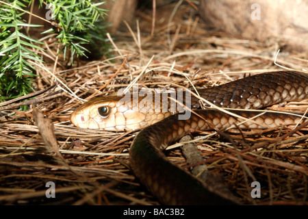 Eastern Brown Snake, Pseudonaja textilis, also known as Common Brown Snake. This snake is considered the world's second most venomous land snake Stock Photo