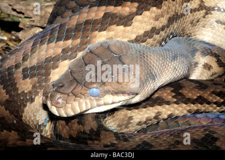 Australian Scrub Python, Morelia amethistina. These are the largest snake found in Australia Stock Photo