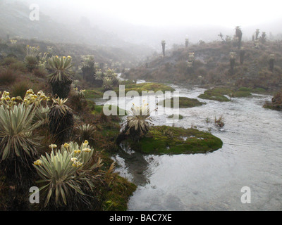 Espeletia plants, Espeletia pycnophylla, Parque Nacional Natural El Cocuy, Colombia Stock Photo