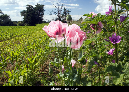 pink flowering poppies growing on corn field strip Essex Stock Photo